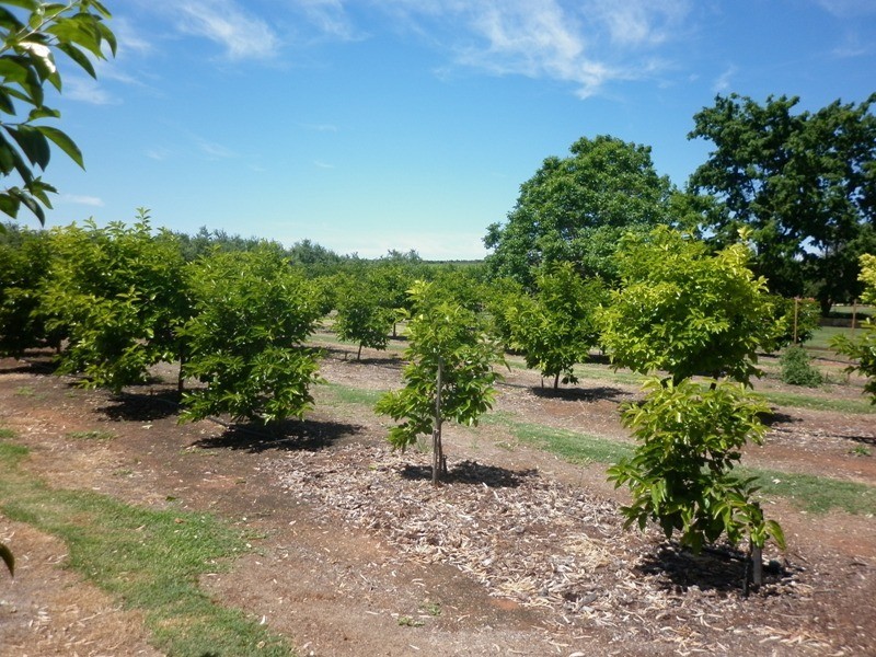 77 Chowilla Street, Renmark SA 5341