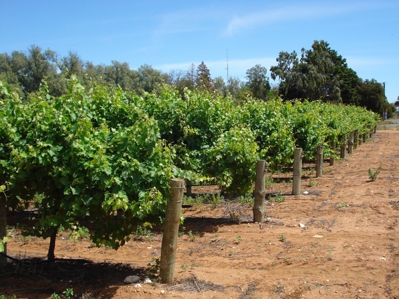 1 Ziegler Road, Ramco SA 5322