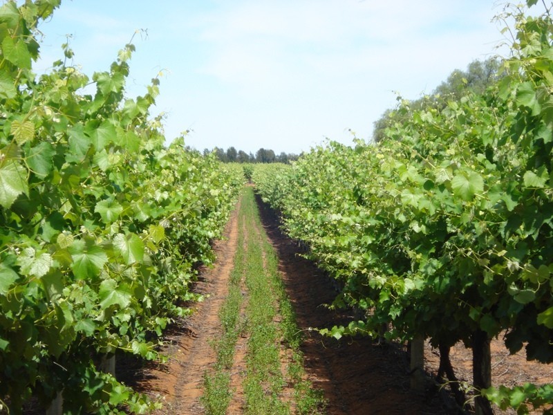 1 Ziegler Road, Ramco SA 5322