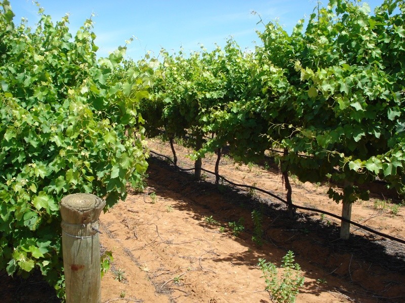 1 Ziegler Road, Ramco SA 5322