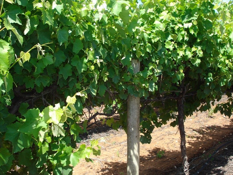 1 Ziegler Road, Ramco SA 5322