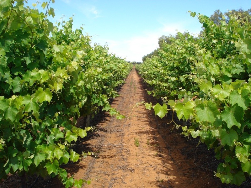 1 Ziegler Road, Ramco SA 5322