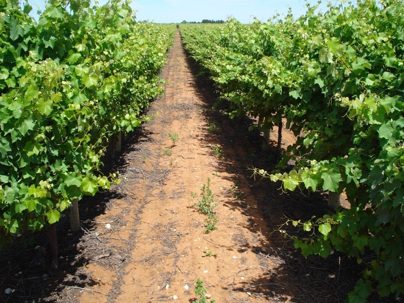 1 Ziegler Road, Ramco SA 5322