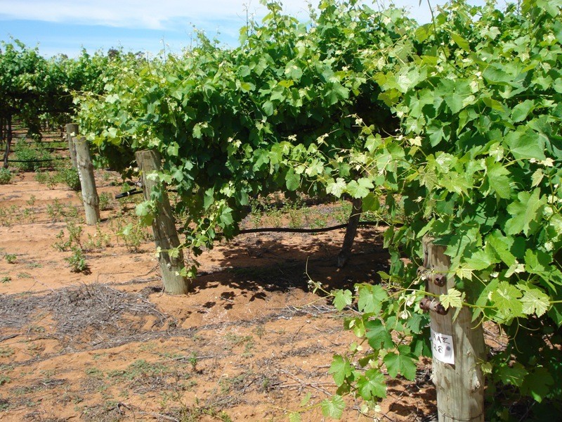 1 Ziegler Road, Ramco SA 5322