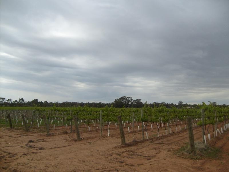 Section 96 Loxton Road, Moorook SA 5332