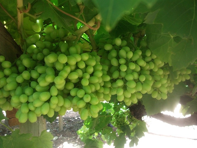 42 Gaskell Road, Barmera SA 5345