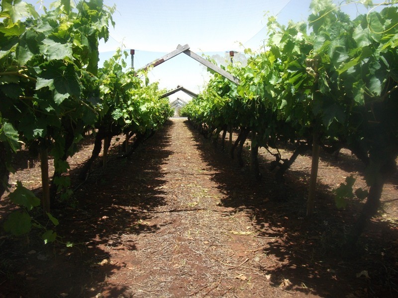 42 Gaskell Road, Barmera SA 5345