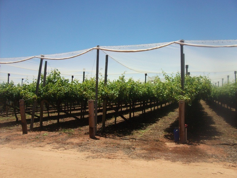 42 Gaskell Road, Barmera SA 5345