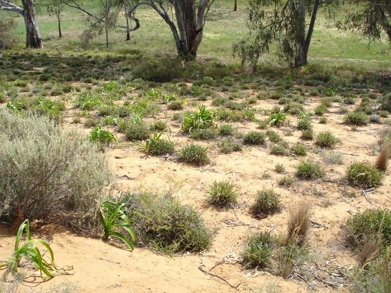 3 Apold Court, Morgan SA 5320