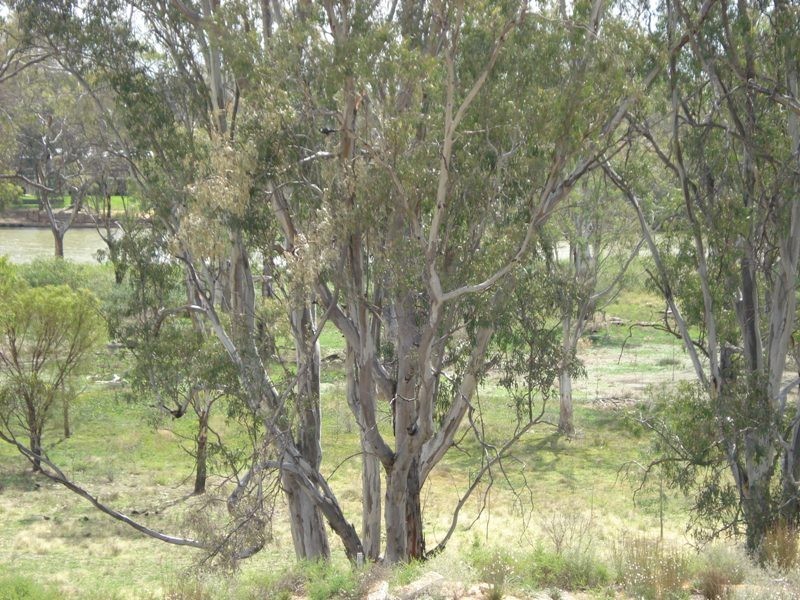 3 Apold Court, Morgan SA 5320