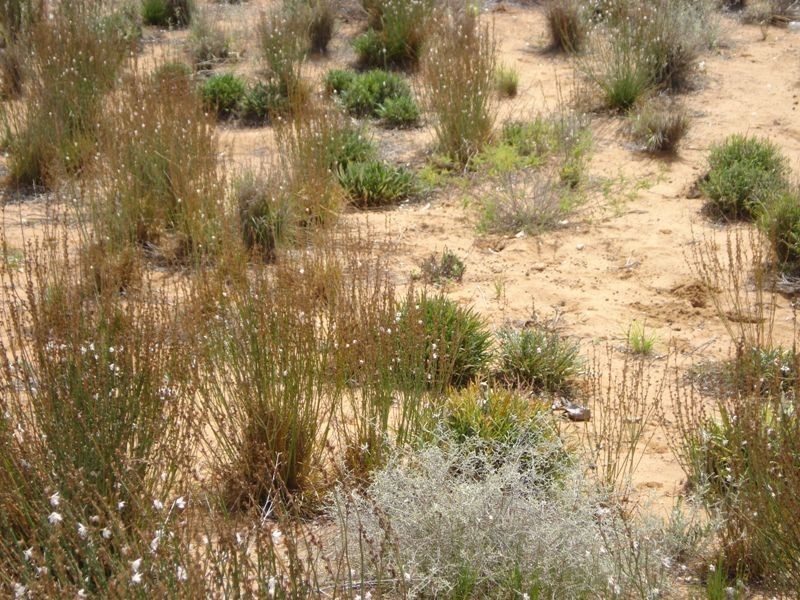 3 Apold Court, Morgan SA 5320