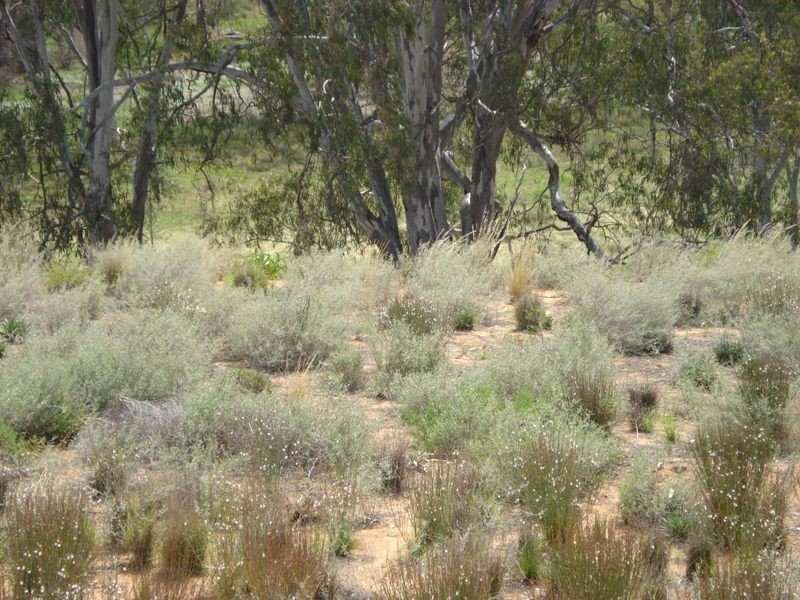 3 Apold Court, Morgan SA 5320