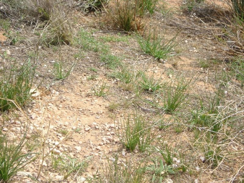 3 Apold Court, Morgan SA 5320