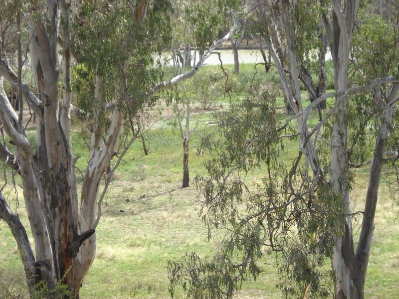 3 Apold Court, Morgan SA 5320