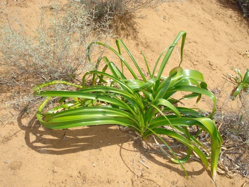 3 Apold Court, Morgan SA 5320