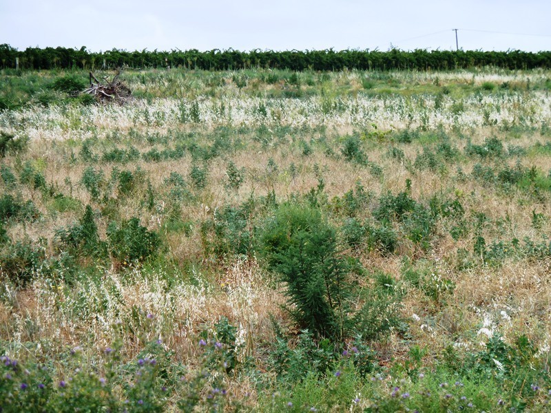 2 Bookpurnong Road, Loxton SA 5333