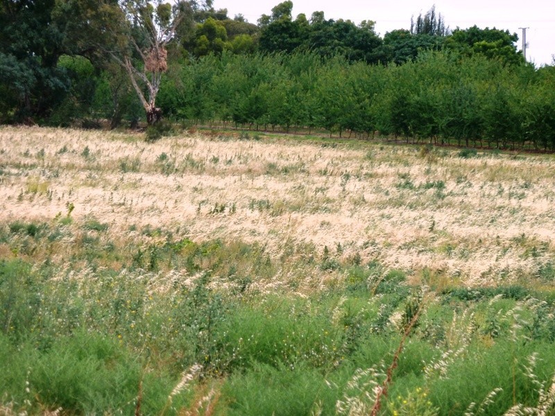 2 Bookpurnong Road, Loxton SA 5333