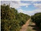 64 Lewis Road, Ramco Heights SA 5322