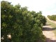64 Lewis Road, Ramco Heights SA 5322