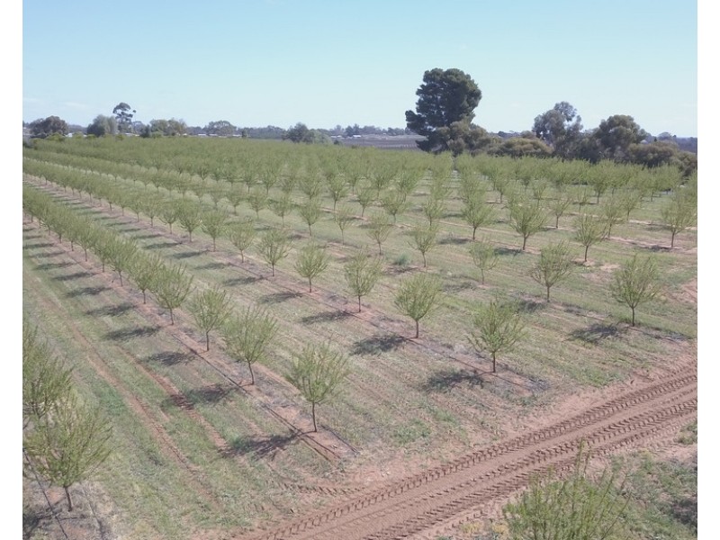 Sec 542 Gordon Road, Loxton SA 5333