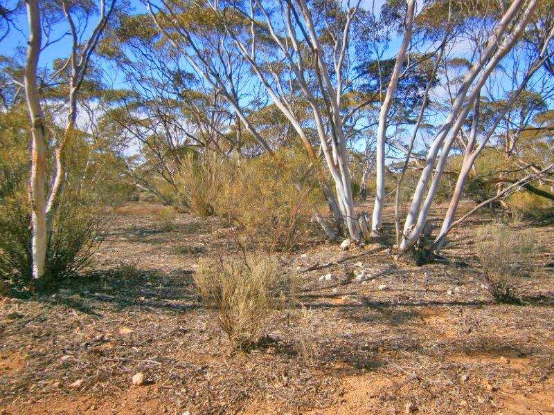 Lot 91 Sturt Highway, Blanchetown SA 5357