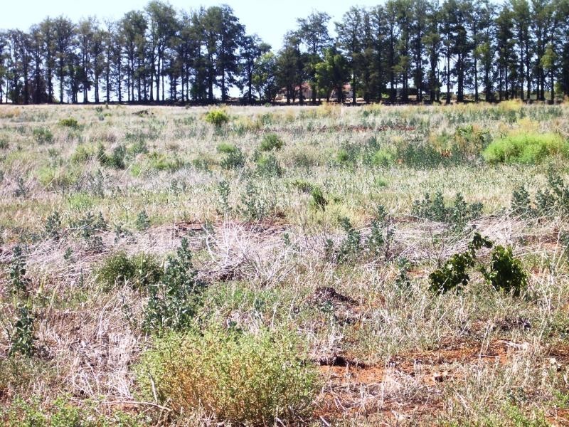 Section 357 Hundred of Gordon – Bookpurnong Road, Loxton North SA 5333