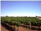 Lot 15 Section 512 Edmondson Road, Loxton SA 5333