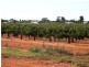 Lot 15 Section 512 Edmondson Road, Loxton SA 5333
