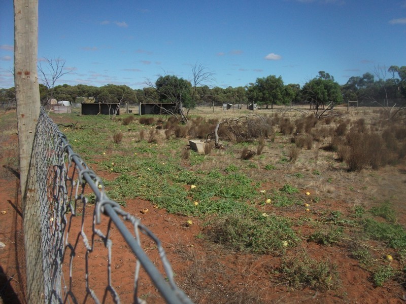503 Caddy Road, Loveday SA 5345