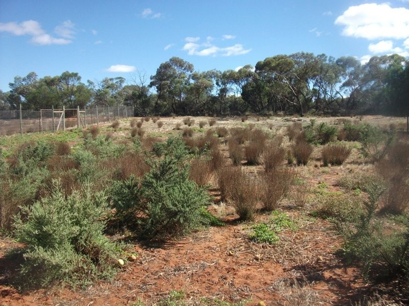 503 Caddy Road, Loveday SA 5345