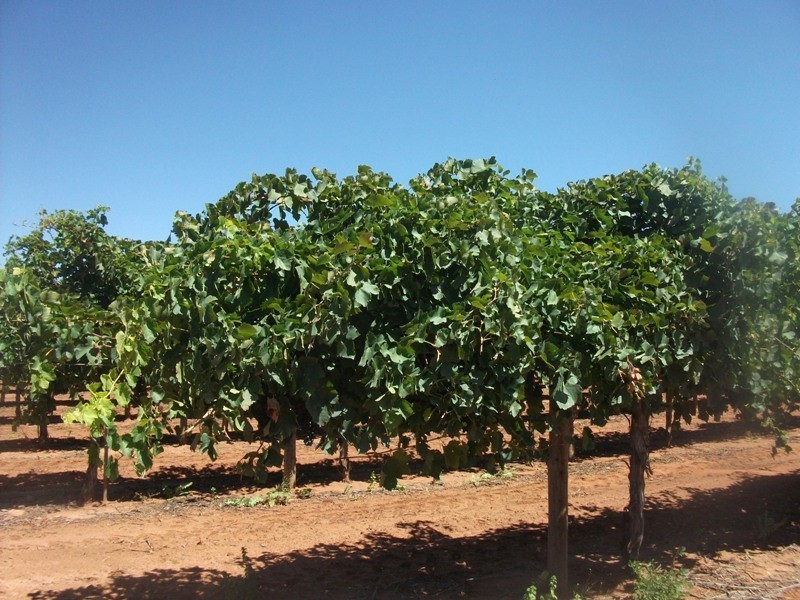 Section 105 DeFontenay Road, Barmera SA 5345