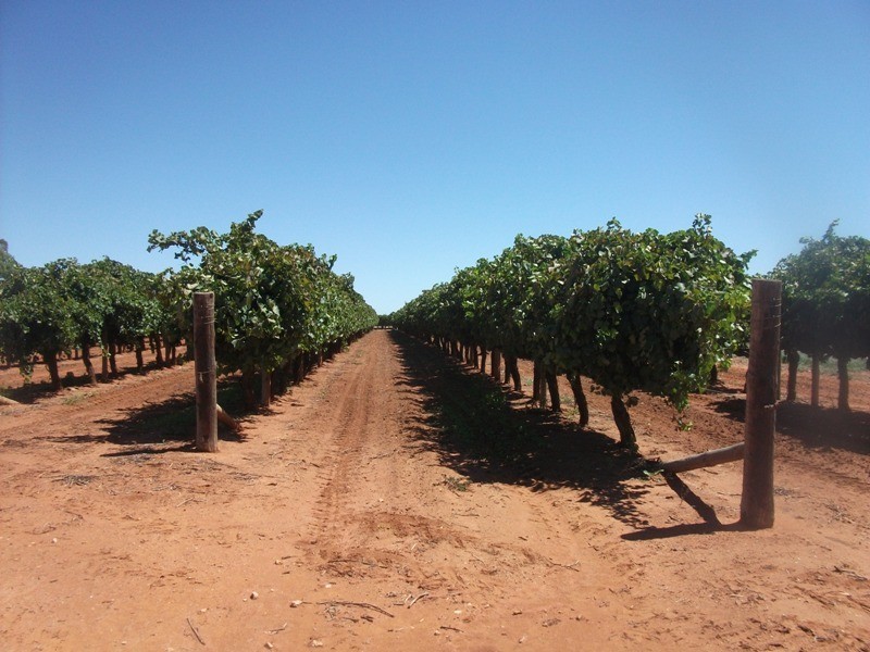 Section 105 DeFontenay Road, Barmera SA 5345