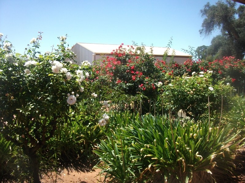 213 Old Sturt Highway, Barmera SA 5345