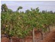- Cnr French and Balfour Ogilvy Road, Loxton North SA 5333