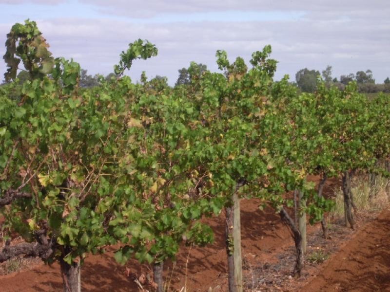 - Cnr French and Balfour Ogilvy Road, Loxton North SA 5333