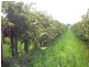- Cnr French and Balfour Ogilvy Road, Loxton North SA 5333