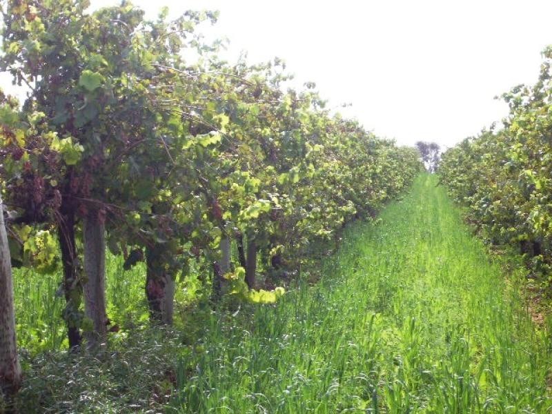 - Cnr French and Balfour Ogilvy Road, Loxton North SA 5333