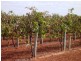 - Cnr French and Balfour Ogilvy Road, Loxton North SA 5333