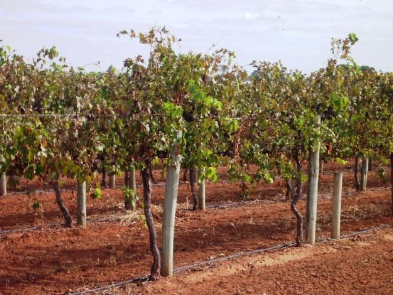 - Cnr French and Balfour Ogilvy Road, Loxton North SA 5333