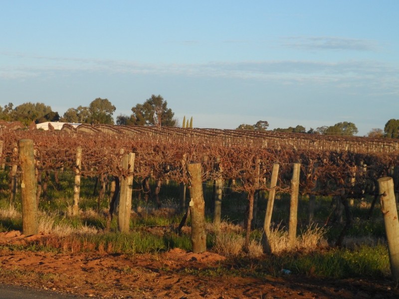 - Cnr French and Balfour Ogilvy Road, Loxton North SA 5333