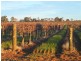 - Cnr French and Balfour Ogilvy Road, Loxton North SA 5333