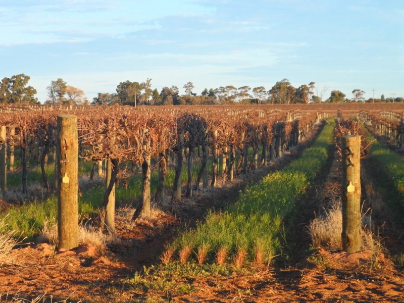 - Cnr French and Balfour Ogilvy Road, Loxton North SA 5333