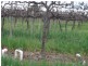 - Cnr French and Balfour Ogilvy Road, Loxton North SA 5333