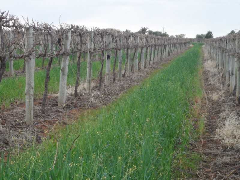 - Cnr French and Balfour Ogilvy Road, Loxton North SA 5333