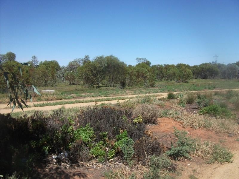 319 Caddy Road, Loveday SA 5345