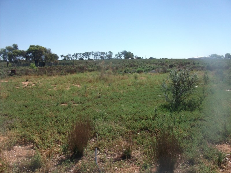 319 Caddy Road, Loveday SA 5345