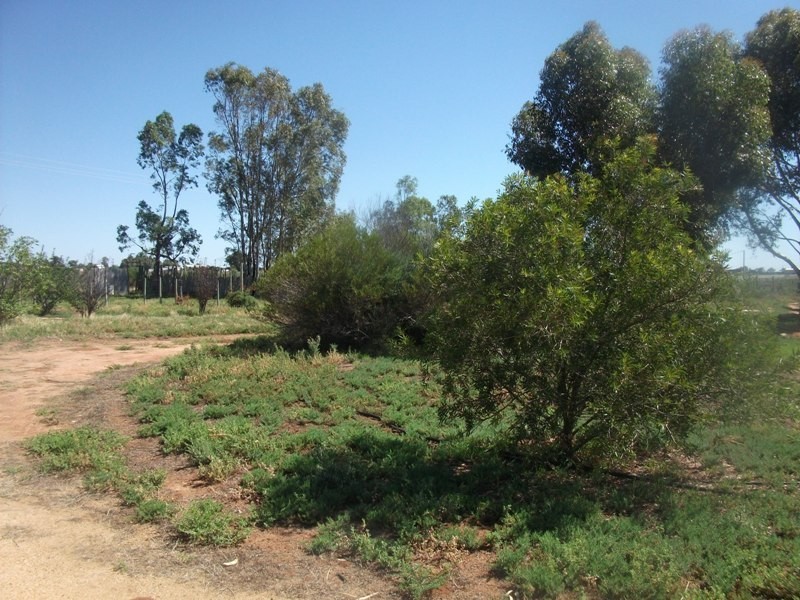 319 Caddy Road, Loveday SA 5345