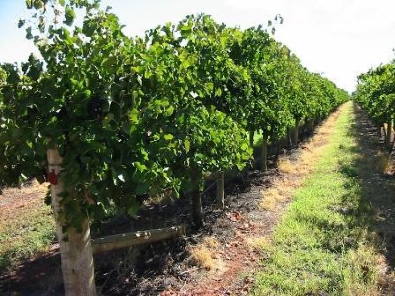 Lot 63 Tarcoola Street, Renmark SA 5341