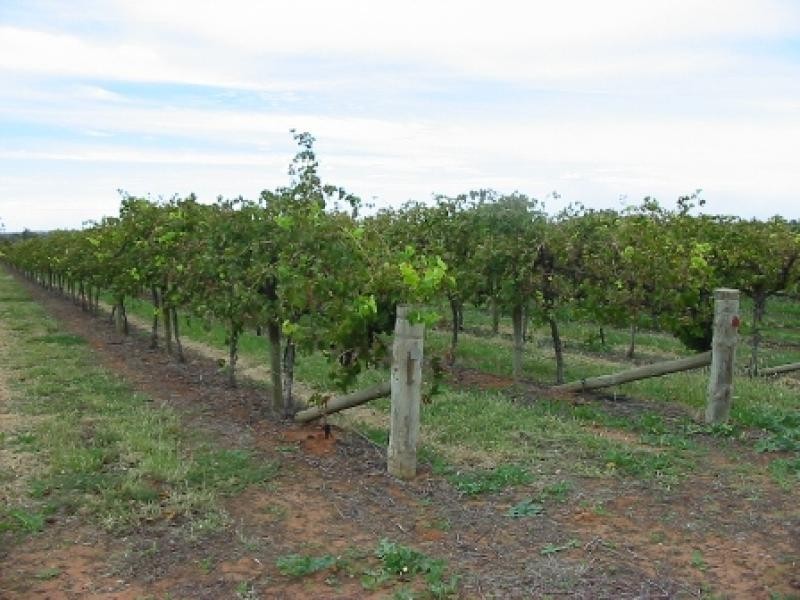 Lot 63 Tarcoola Street, Renmark SA 5341