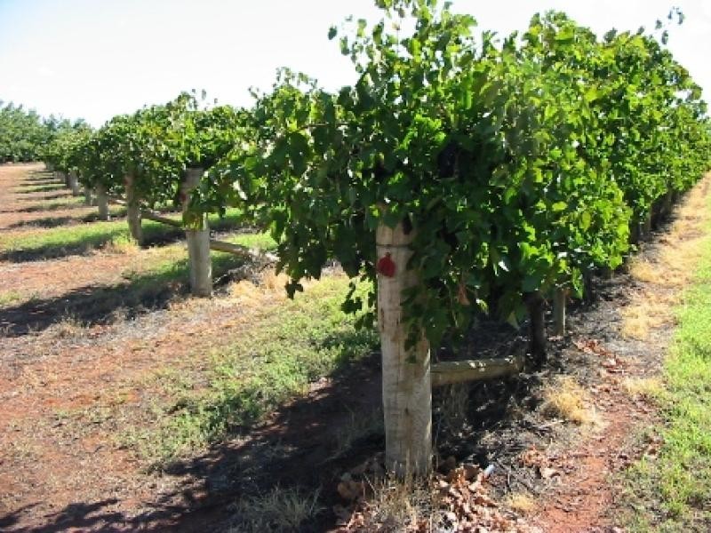 Lot 63 Tarcoola Street, Renmark SA 5341